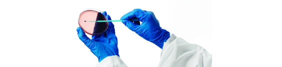 Technicien de laboratoire utilisant un coton-tige sur une boîte de Petri Technicien de laboratoire utilisant un coton-tige sur une boîte de Petri
