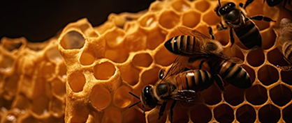 Remédier à la pénurie de pollinisateurs